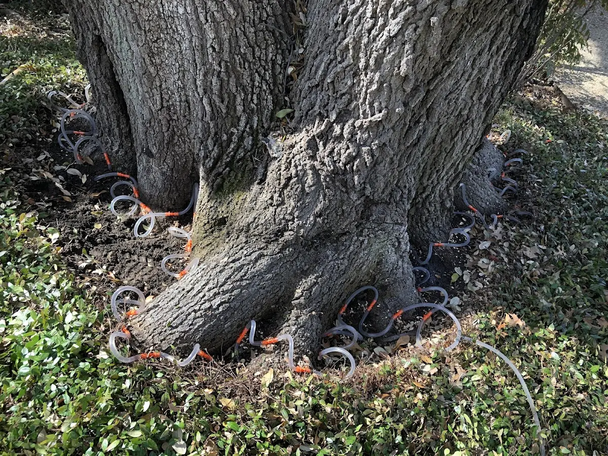 Detailed Tree Cabling and Bracing job site in Pasadena