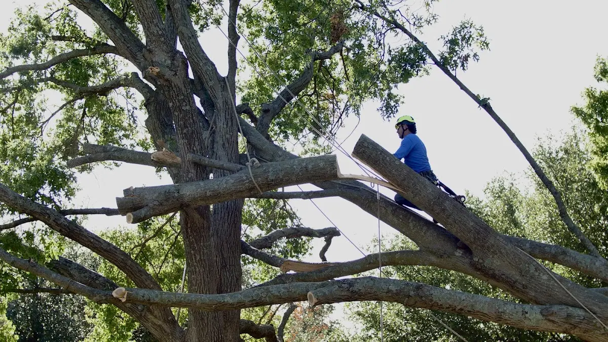 Professional Crown Thinning performed by certified arborists in Pasadena