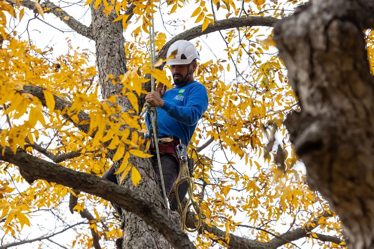Skilled Storm Damage Cleanup crew working in Pasadena
